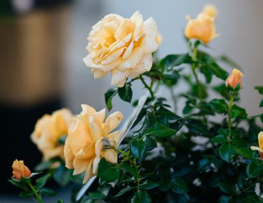 Выставка роз, которая открылась в Усадебном саду на Пречистенке, предлагает посетителям окунуться в атмосферу старинной русской усадьбы